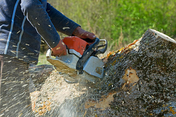 Best Best Tree Removal Services  in USA